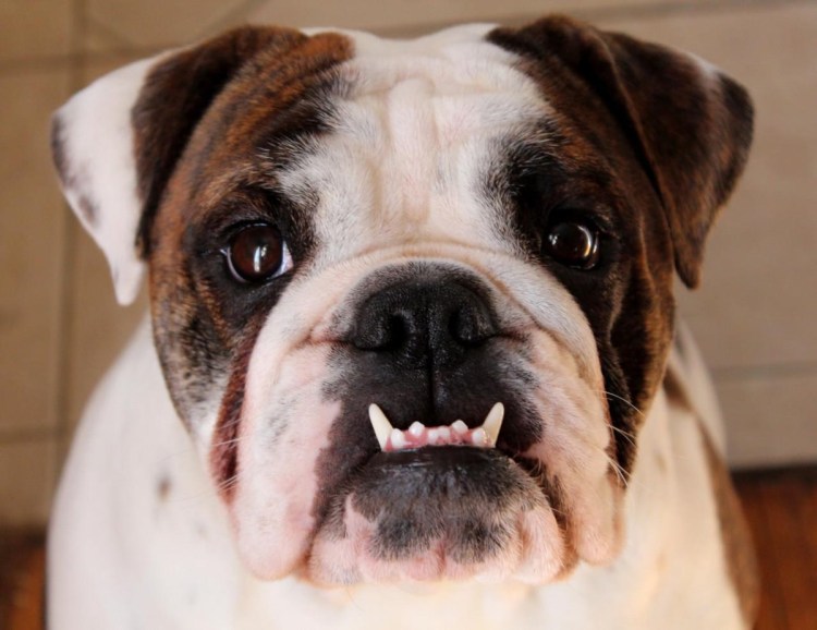 Французский бульдог щенок