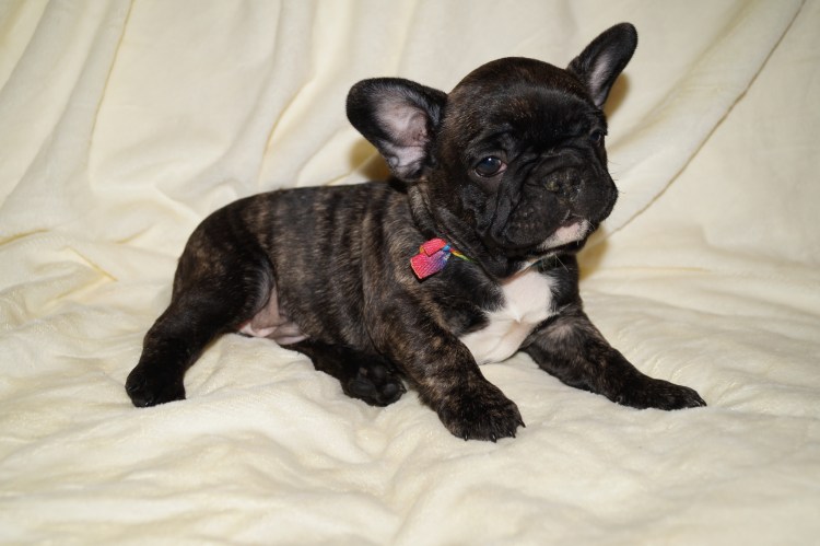 Французский бульдог прикус стандарт-5