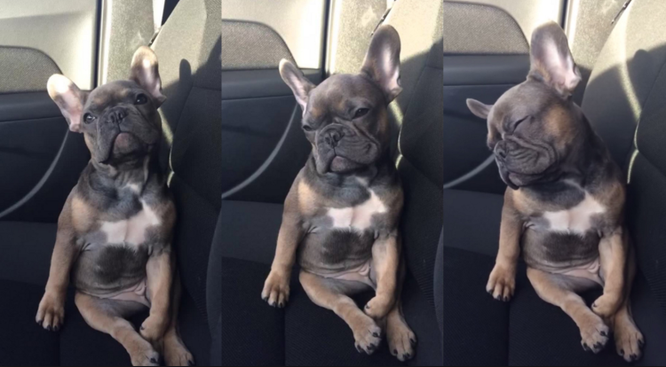 Французский бульдог Идальго Фрэнк