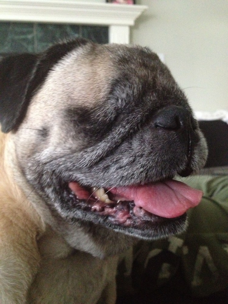 Бойцовский французский бульдог