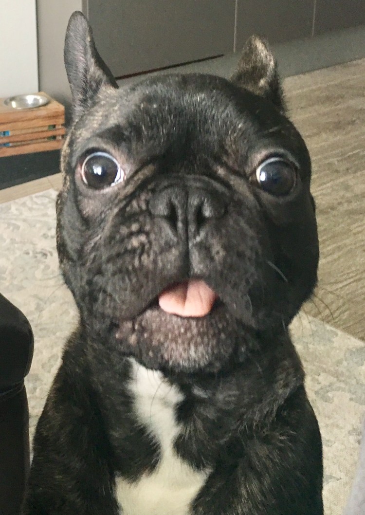 Английский бульдог морщины