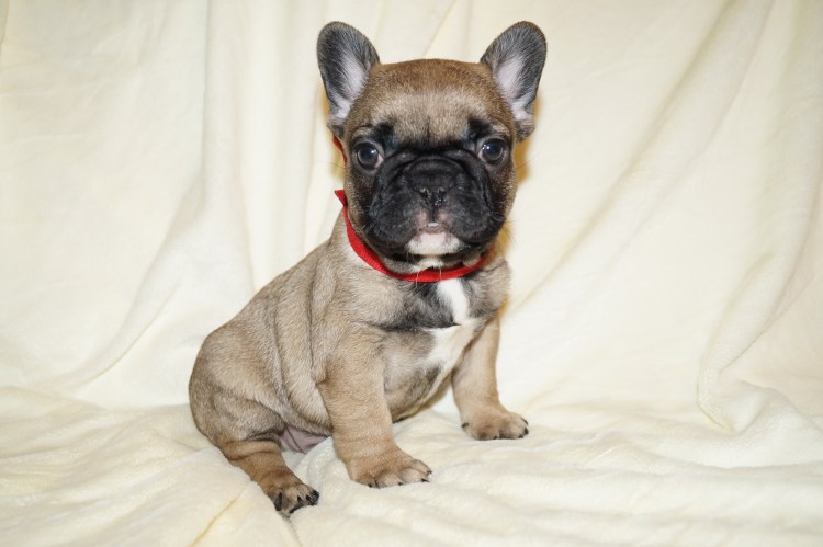 Французский бульдог РКФ