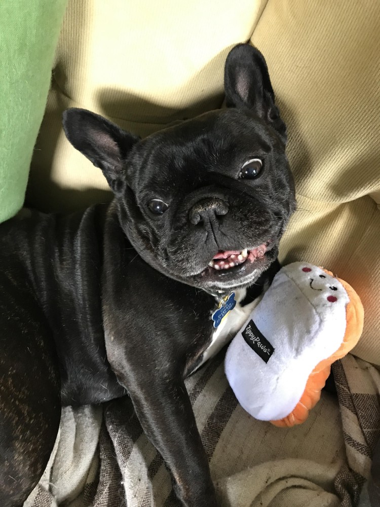 Слюнявый французский бульдог