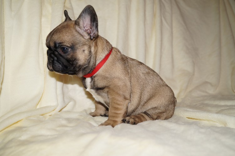 Прикус французского бульдога