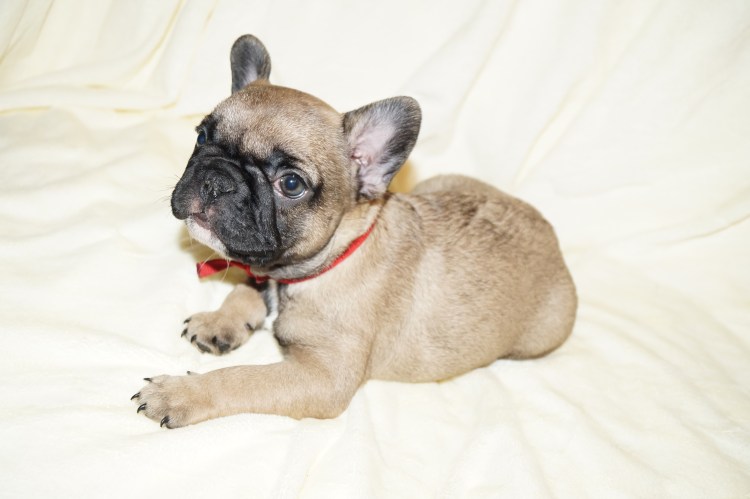 Английский бульдог зубы