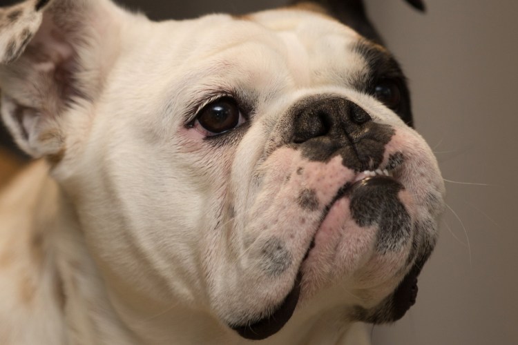 Питбуль и Мопс