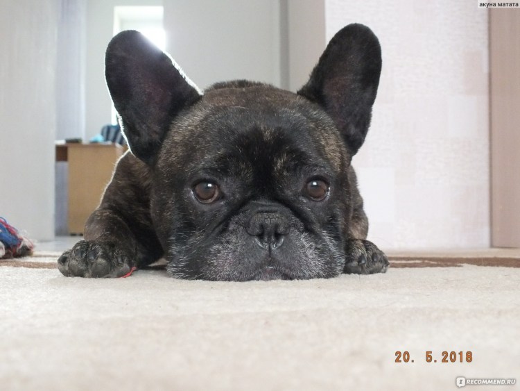 Челюсть бульдога