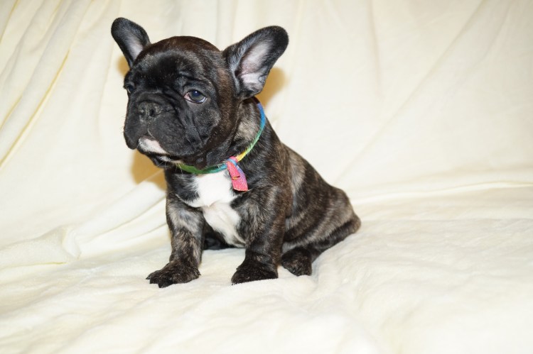 Прикус у французского бульдога стандарт фото