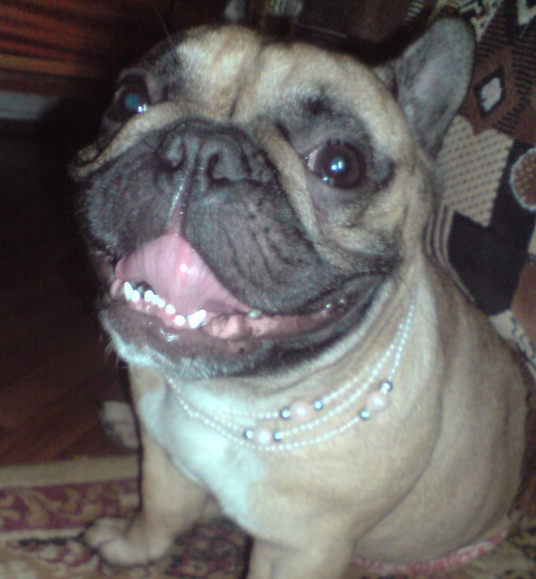 Зубы французского бульдога