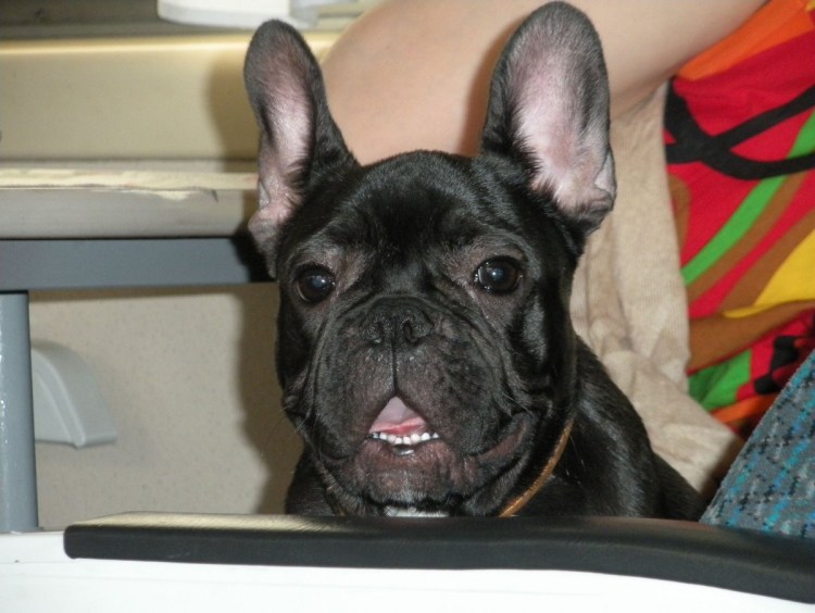 Открытая пасть французского бульдога