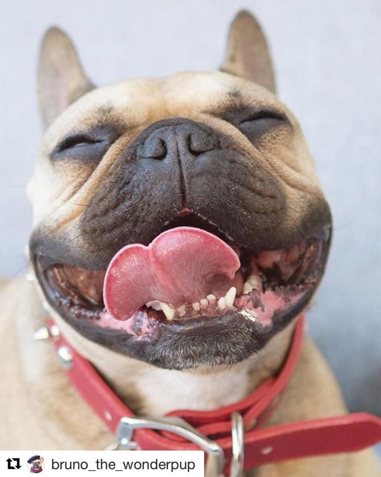 Прикус английского бульдога