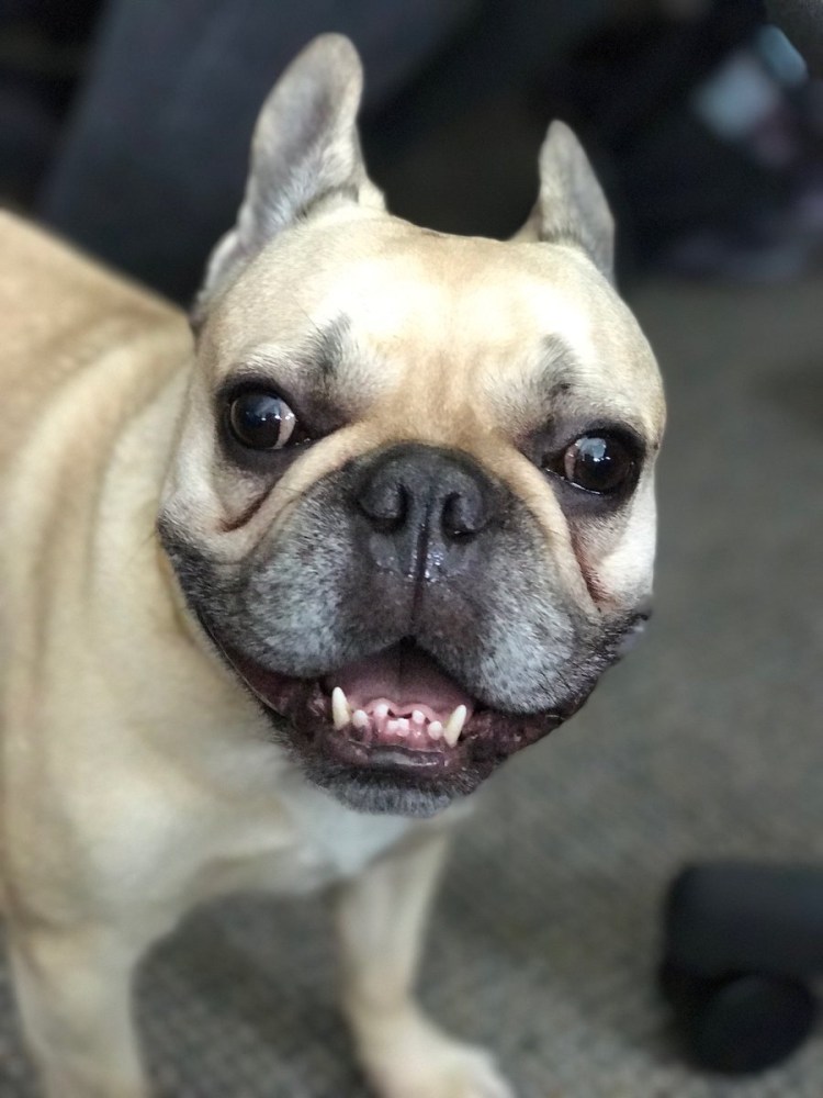 Прикус у французского бульдога стандарт