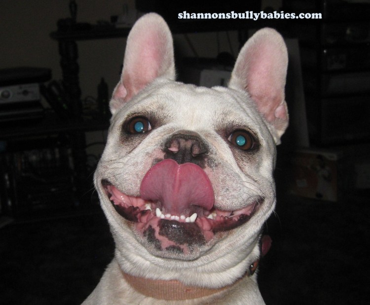 Бульдог гавкает