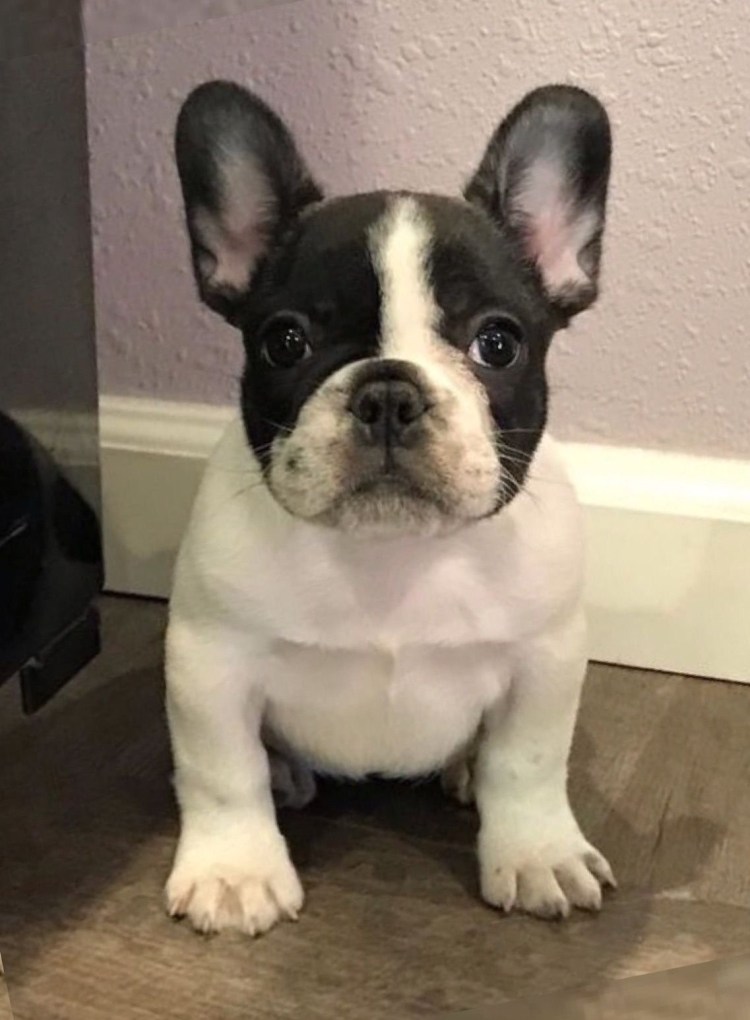 Французский бульдог спит