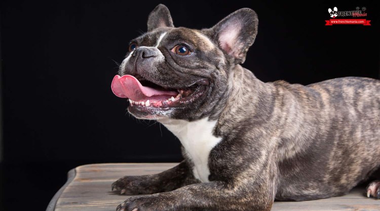 Подстриженный французский бульдог