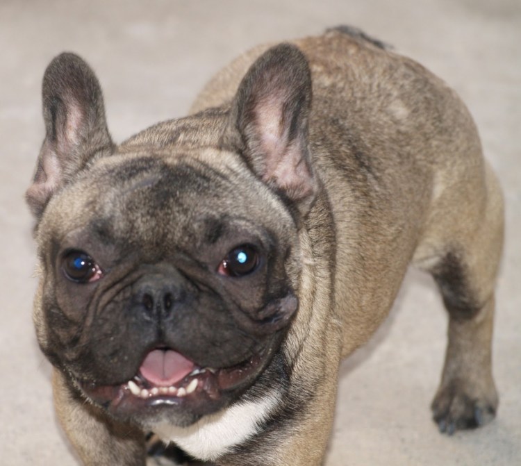 Прикус у французского бульдога стандарт