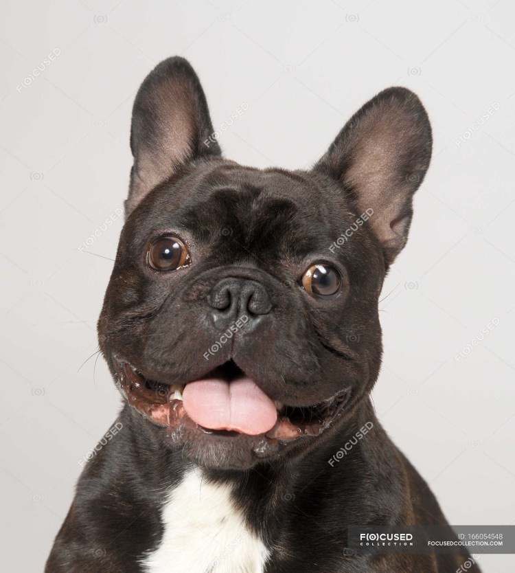 Заячья губа у французского бульдога