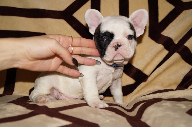 Французский бульдог на паркете