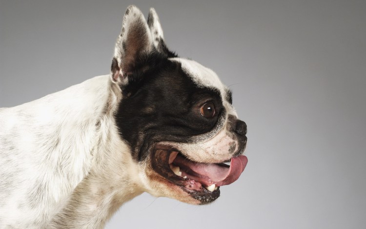 Челюсть бульдога