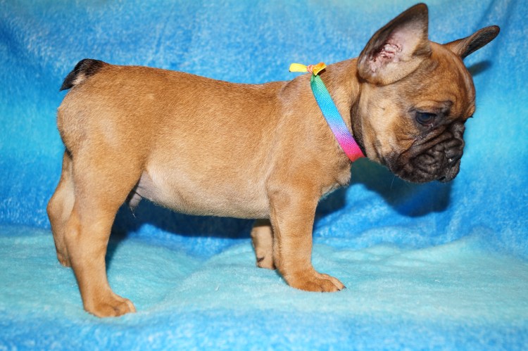 Прикус у французского бульдога стандарт