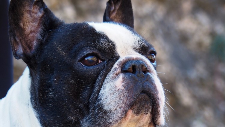 Французский бульдог уши