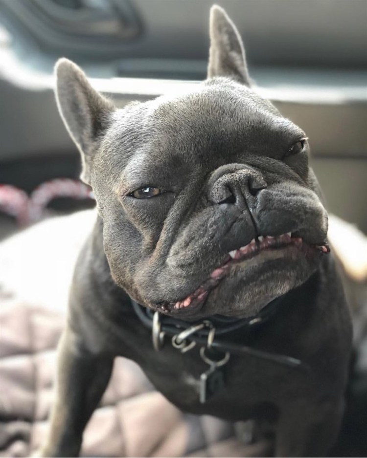 Французский бульдог пасть