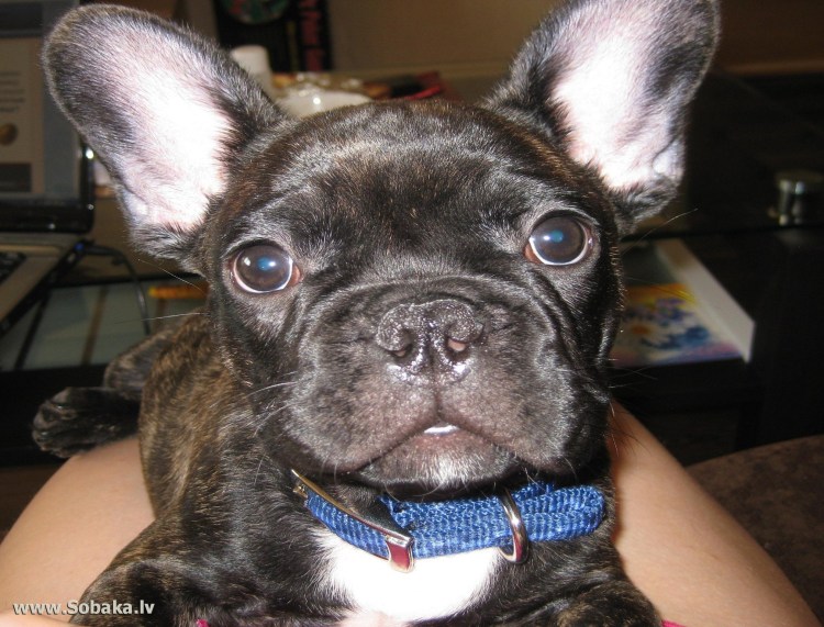 Зубы французского бульдога