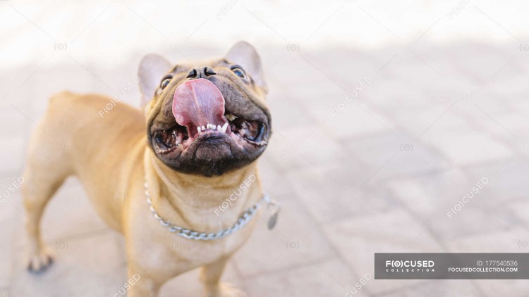 Челюсть французского бульдога