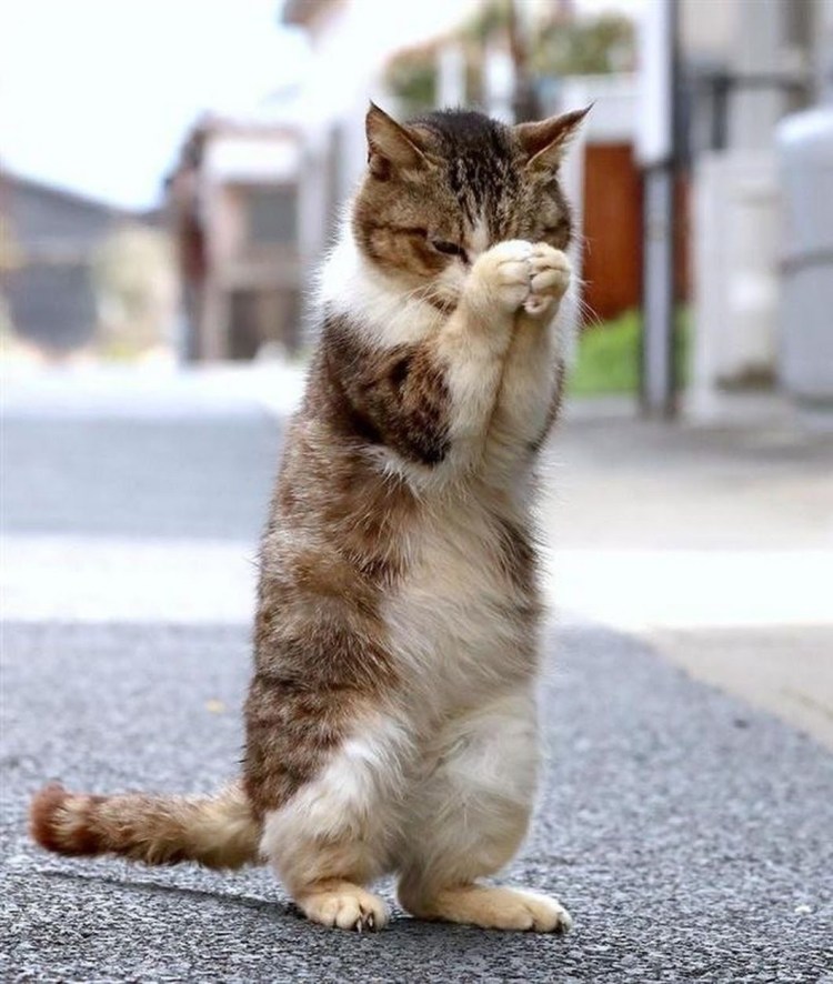 Кот умоляет