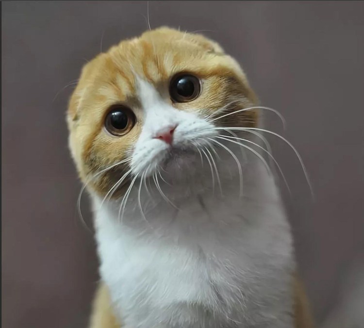 Извиняющийся котик