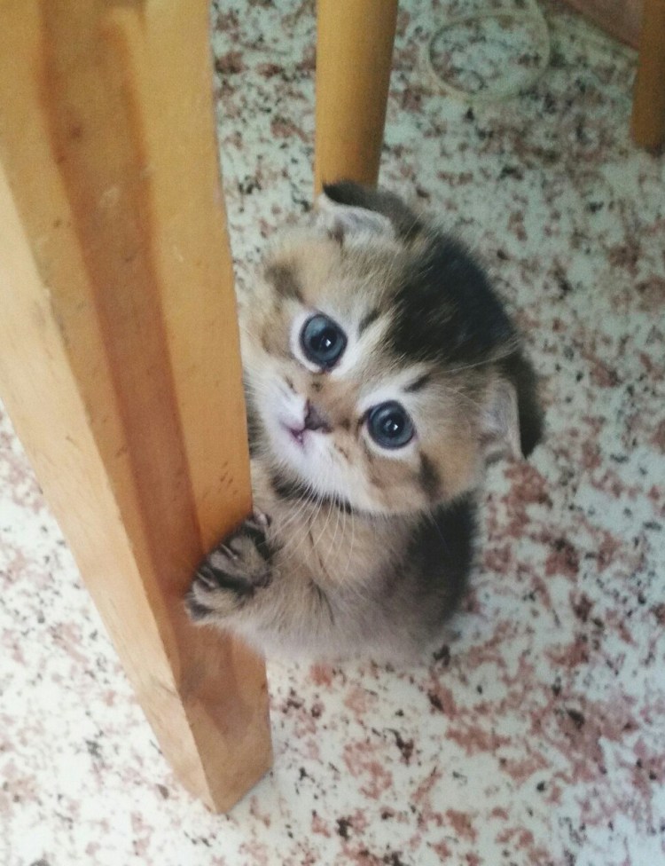 Умоляющий котенок