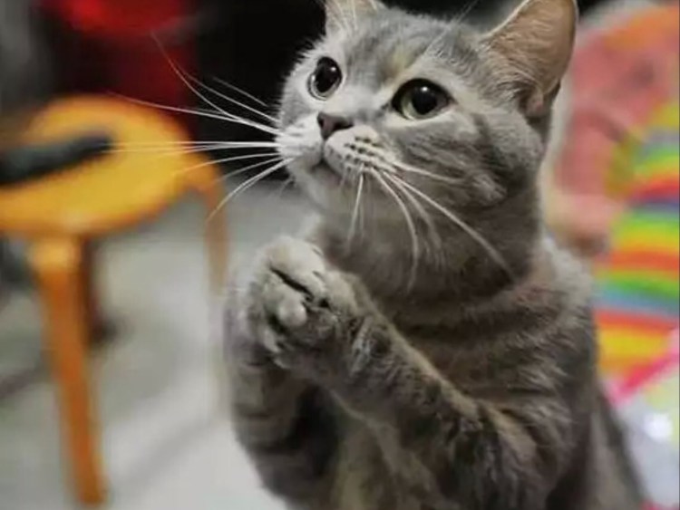 Кот выпрашивает