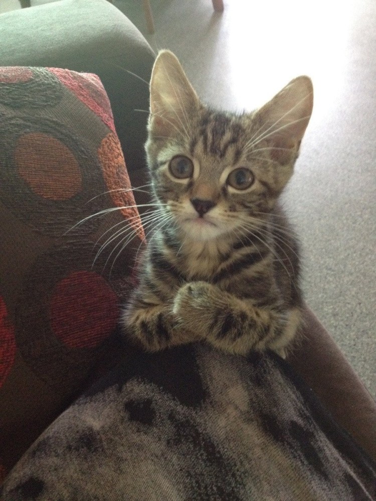 Умоляющий котик