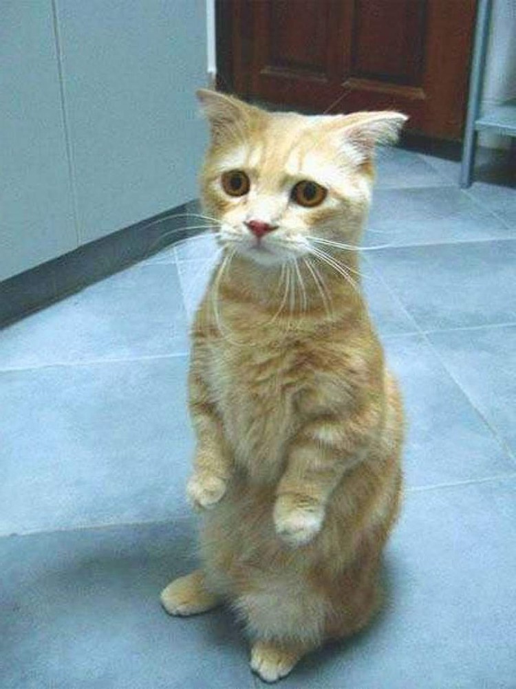 Виноватый кот