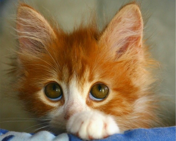 Кот просит прощения