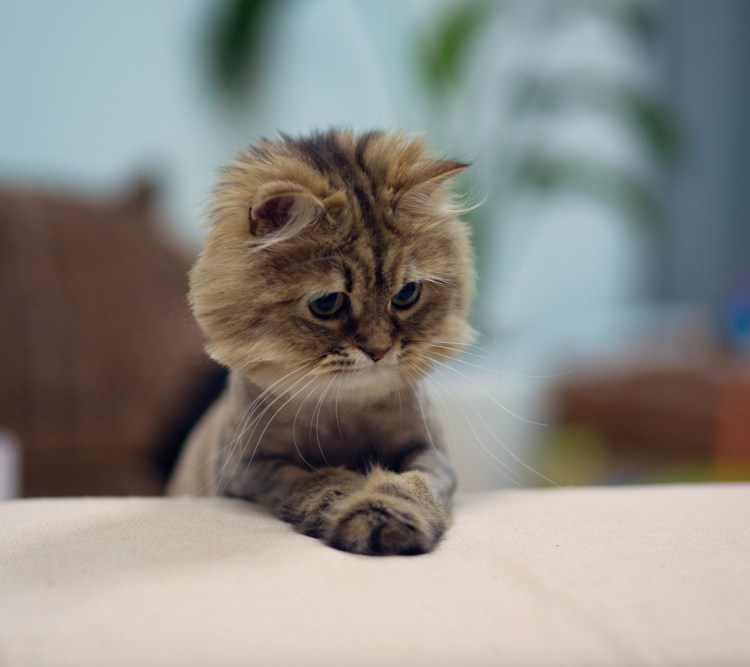 Самый милый котенок