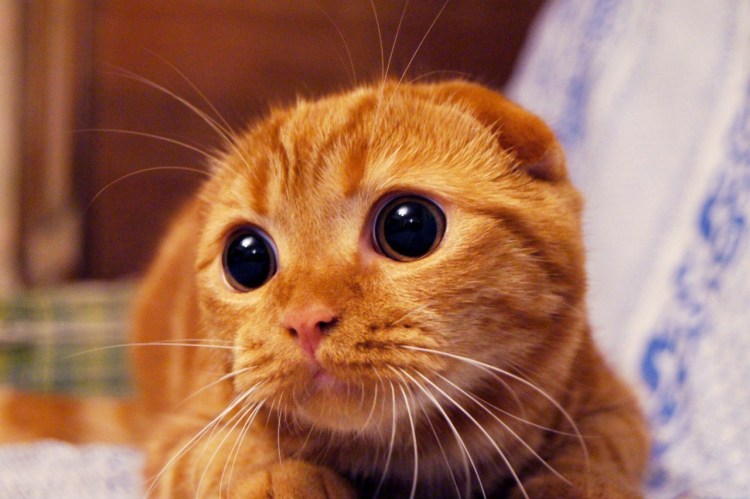 Просящие глазки