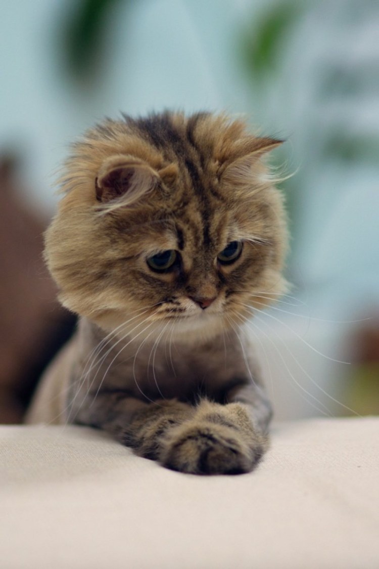 Виноватый котенок