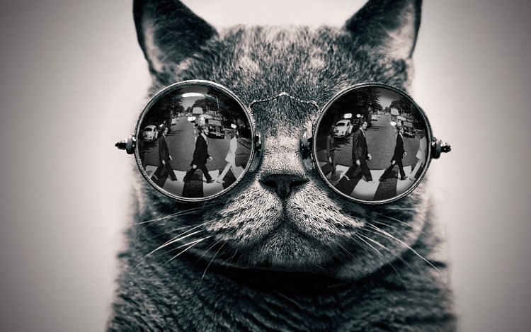 Котик с телефоном