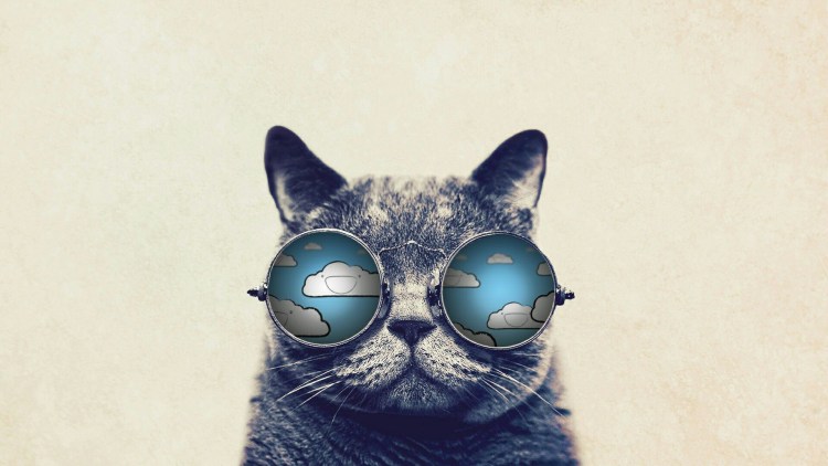 Кот в очках
