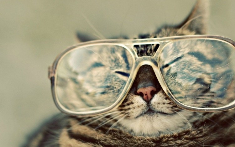 Кот в солнцезащитных очках