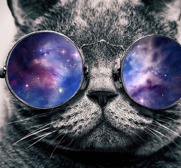 Обои на телефон кот