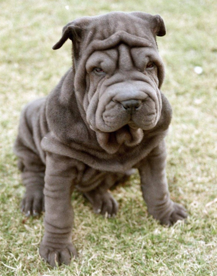 Селекция шарпеи