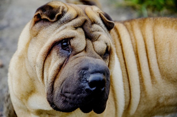 Королевский шарпей