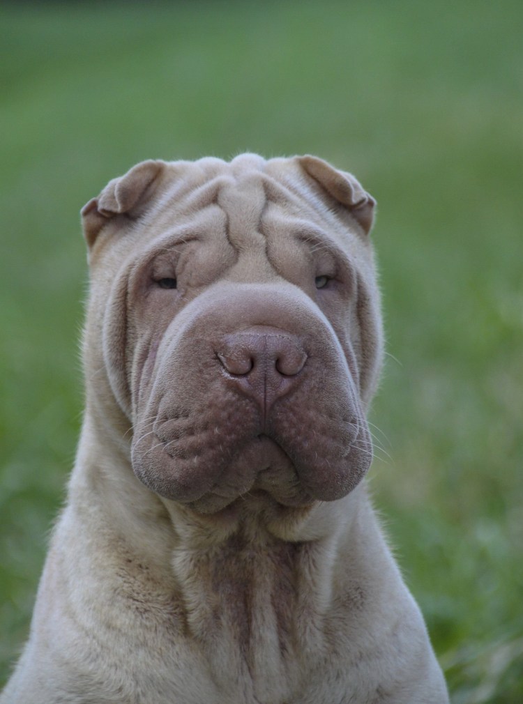 Порода собак шарпей