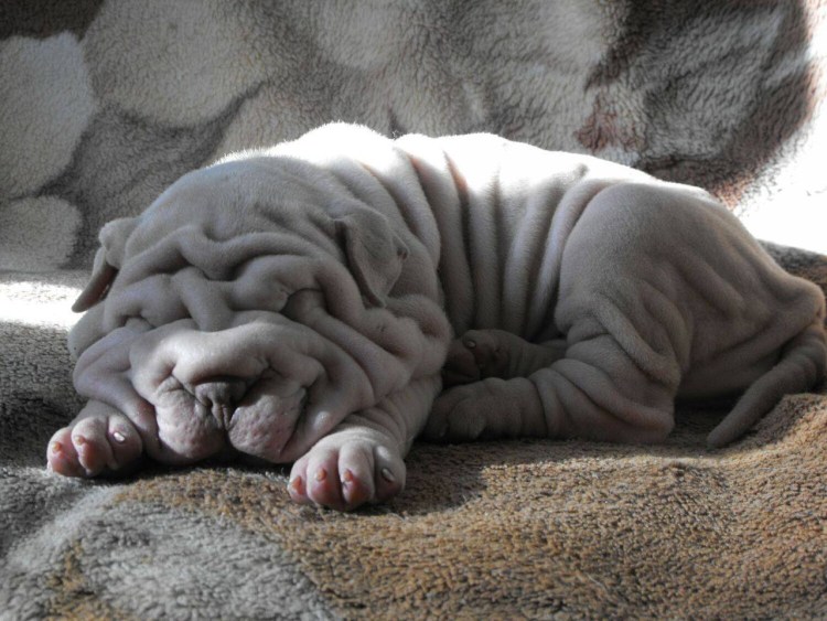 Карликовый шарпей