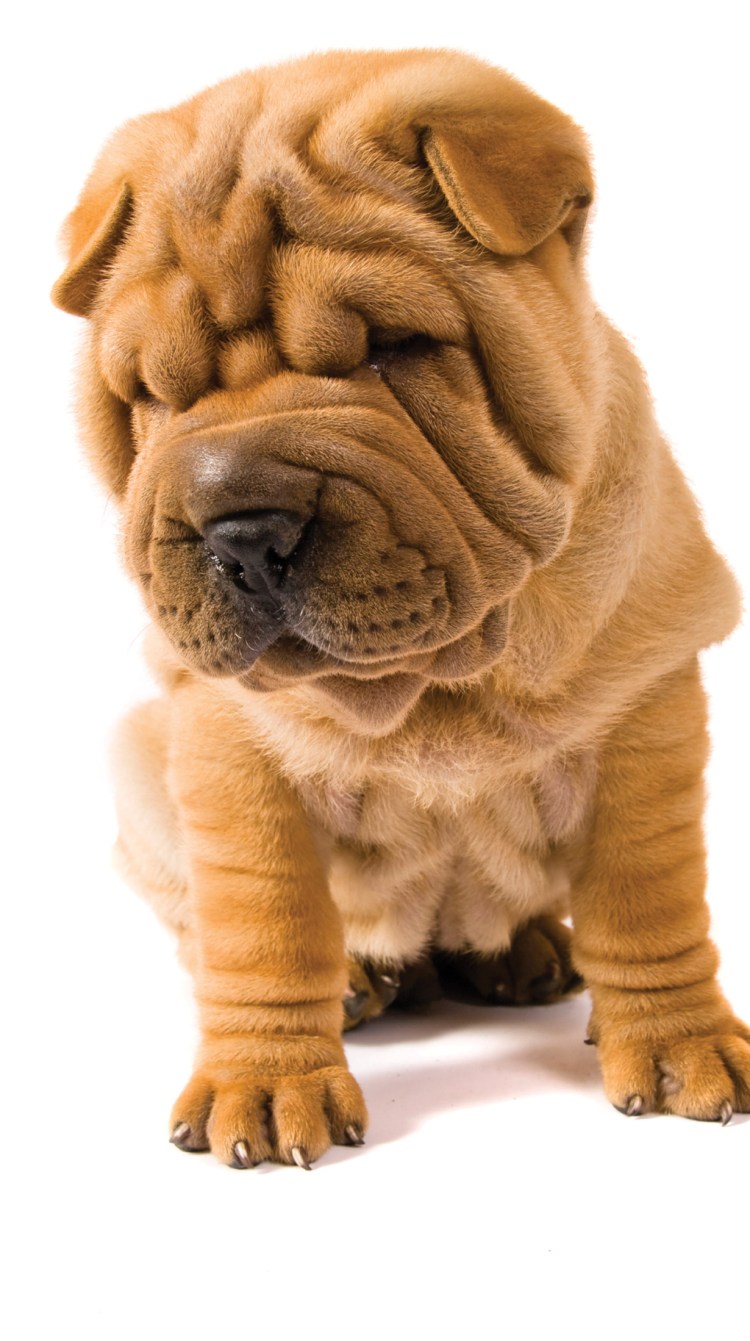 Шарпей порода шарпей