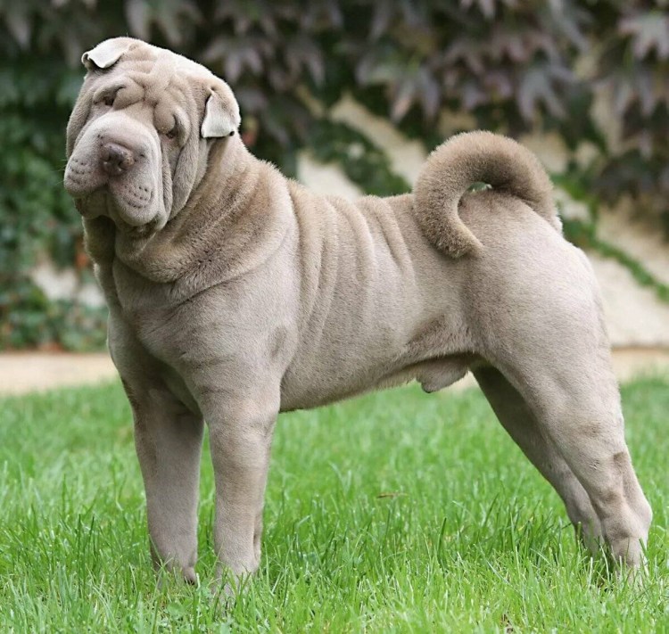 Мастиф шарпей