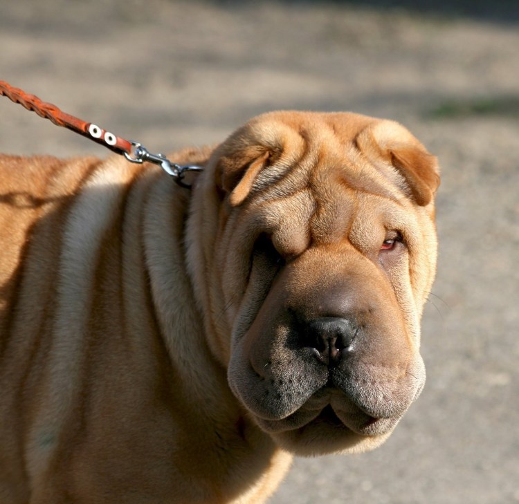 Порода шарпей