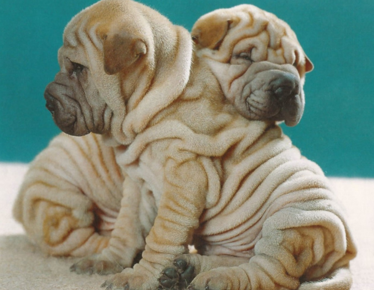 Собака шарпей